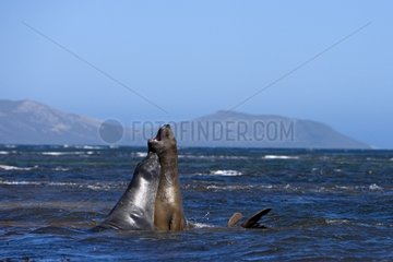 Young male Northern elephant seals playing Falkland Islands