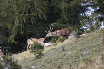 Deer in rut attracted by female posterior Switzerland