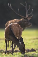 Doe deer grazing in a meadow in Sologne France