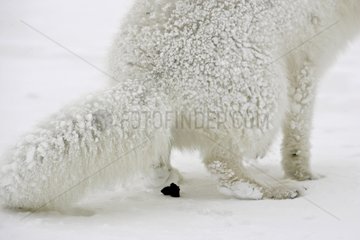Arktische Fuchs  die in Island auf dem Schnee entleert werden