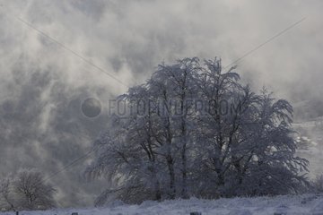 Trees covered with chill in winter Auvergne France