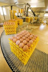Eier setzen auf Tablett in einer industriellen Züchtung Frankreichs