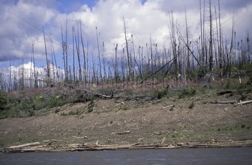 Forest fire on Mackenzie riverbank Canada