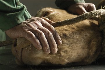 Züchter hält während einer Operation ein Limousinkalb