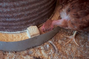 Lozère Frankreich Hühnerfutterspender