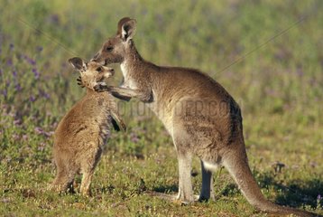Female Eastern Grey Kangaroo cleaning its small