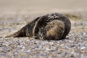 Female Grey seal resting on shingles England