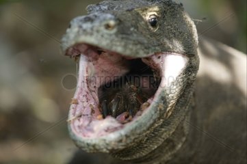 Varan de Komodo mangeant la patte d'un congénère mort