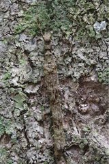 Stick insect on a trunk Gunung Leuser National Park Sumatra