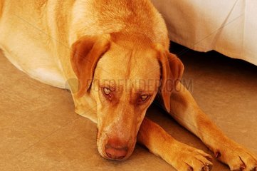 Porträt eines traurigen Bastardhundes