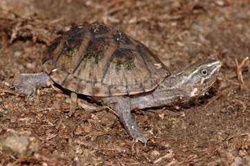 Newborn Scorpion Mud Turtle walking and watching Mexico