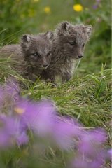 Arctic fox cubs careful around Iceland