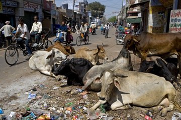 Sacred Cows in the middle of traffic in town India