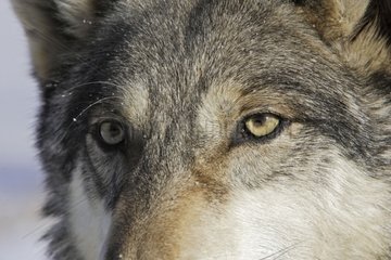 Looking for a Gray wolf in the United States