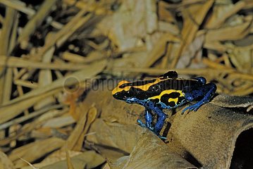 Poison frog male carrying his tadpole on back Guiana