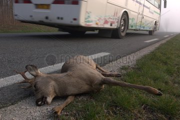Corpse of a Roe deer on the roadside