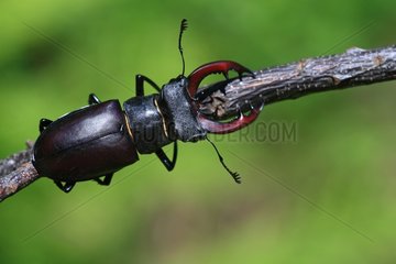 Stag beetle on branch in summer Lozère