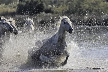Camarguais horses running in water Camargue France