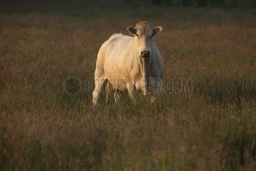 Blonde d'Aquitaine cow in a meadow Netherlands
