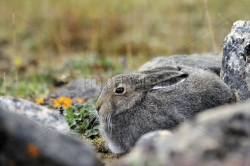 Arctic Hare hidden in the rocks Somerset Island Nunavut