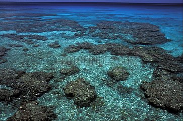 Korallenriffe in Jinek Bay Neukaledonien