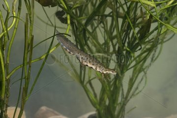 Smooth newt swimming
