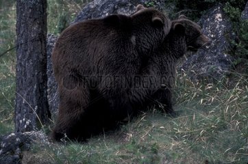 Accouplement d'Ours brun des Pyrénées Espagne