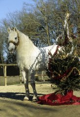 Cheval long gray mane with a Christmas wreath halter