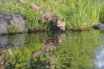 Roter Fuchs am Rande des Wassers Minnesota USA