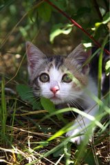 Porträt eines Kätzchens  das unter einem Busch versteckt ist