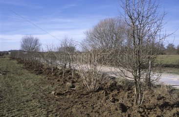 Hedge plantation Doubs France