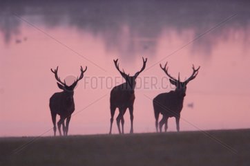 Drei rote Hirsche im Morgengrauen in der Nähe eines Wasserpunkts Frankreich