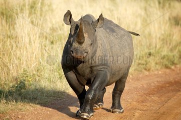 Rhinocéros noir femelle marchant sur une piste Kenya