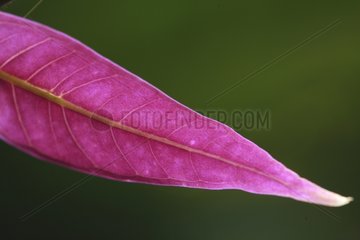 Young leaf colored Bukit Barisan Selatan Sumatra