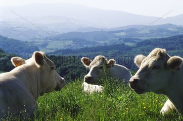 Kühe Charoläse Auvergne [at]