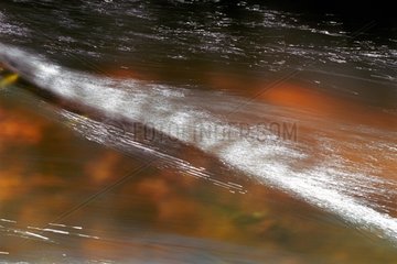 Yarn of water in a stream of orange in the Massif du Donon
