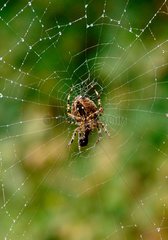 Cross orbweaver in his cobweb eating insect