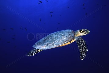 Sea turtle catch in a net Tuamotu French Polynesia