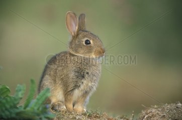 Kaninchen von Garenne Assu Frankreich