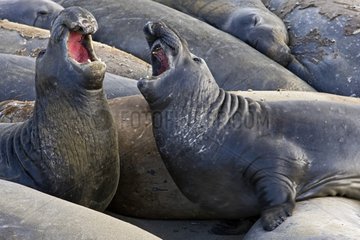 Fight Northern Elephant Seals California USA