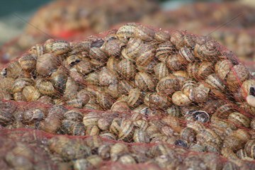 Farmed snails in bags Groix island France