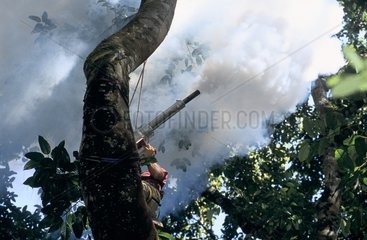 Insecticide spraying in forest Panama