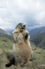 Marmotte des Alpes Hohe Tauern National Parc Autriche