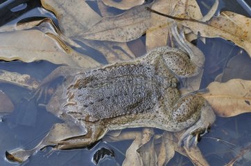 Surinam Toad in water French Guiana