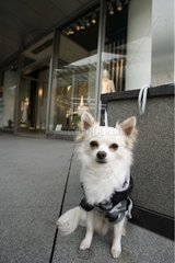 Dog awaiting its mistress in front of a store Tokyo Japan