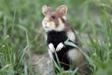 Gemeinsamer Hamster im Gras Elsass Frankreich