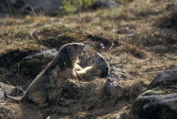 Two young Alpine Marmots playing face to face Vanoise France
