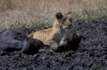 Lionne venant de tuer un Gnou âgé Masaï Mara Kenya