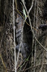 Schwarz-Stachel-Iguan im Stamm eines Baums Nicaragua