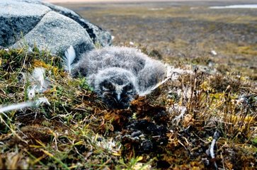 Young snowy Owl to the nest Arctic